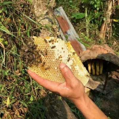 中国野生蜂蜜最好产地-野生蜂蜜市场有多少