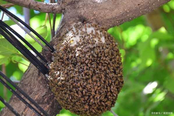  蜜蜂怎么收「树上有一窝蜜蜂怎么收」