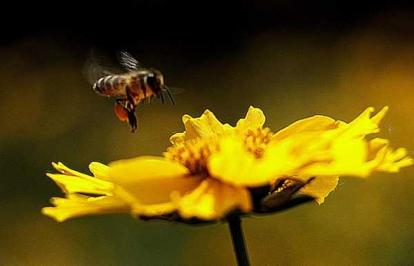 蜜蜂怎么采花蜜,蜜蜂怎么采花蜜什么声音呢,文字 