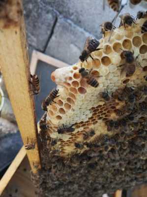 蜂巢上有个王台怎么办_蜂巢中间的东西是什么