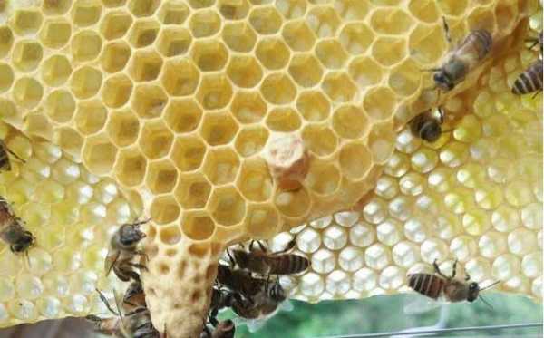 蜂巢上有个王台怎么办_蜂巢中间的东西是什么