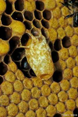 蜜蜂蜂王台是什么样,蜜蜂王台是什么样子的? 