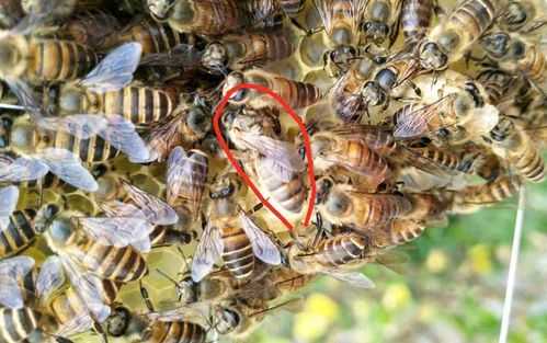多少蜜蜂算强群 蜜蜂强群是多少蜂