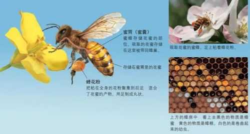 蜜蜂花粉怎么卸_蜜蜂花粉怎么变成蜂蜜
