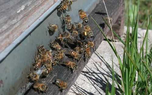 蜜蜂分伙怎么办