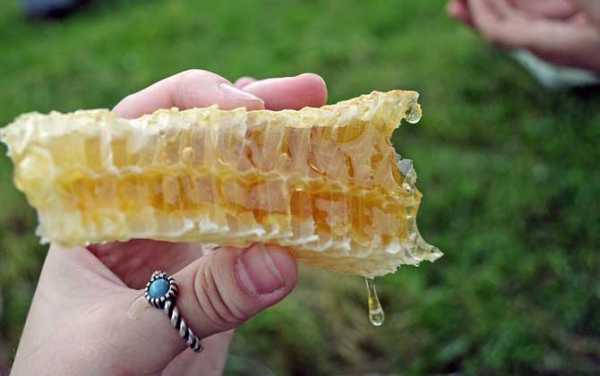  中国有多少种蜂「中国有多少种蜂蜜」