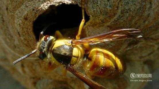 世上有多少种王蜂类-世上有多少种王蜂