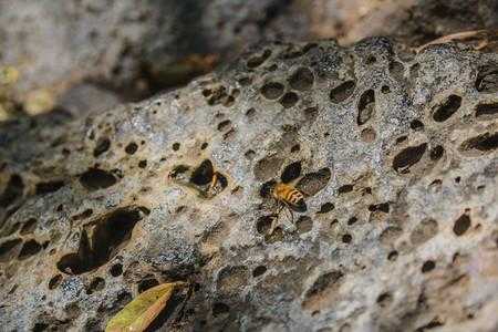 岩石上的蜜蜂要怎么弄出来（岩石上的蜜蜂要怎么弄出来视频）