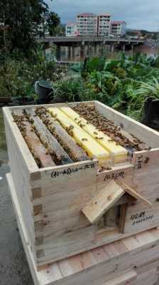 一个巢脾能储存多少蜜,巢脾放在蜂箱的中间还是一侧 