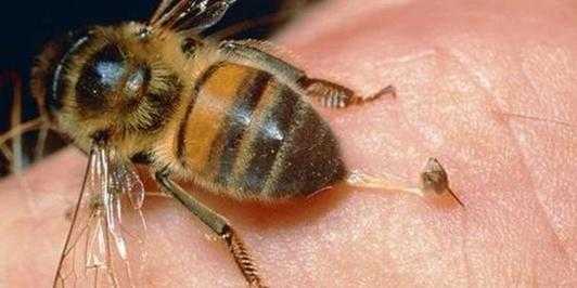 吃蜜蜂过后起痒要用什么药_吃了蜜蜂幼虫为什么全身很痒