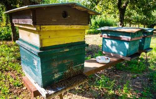 蜜蜂箱注意什么问题,蜜蜂箱应该放的位置 