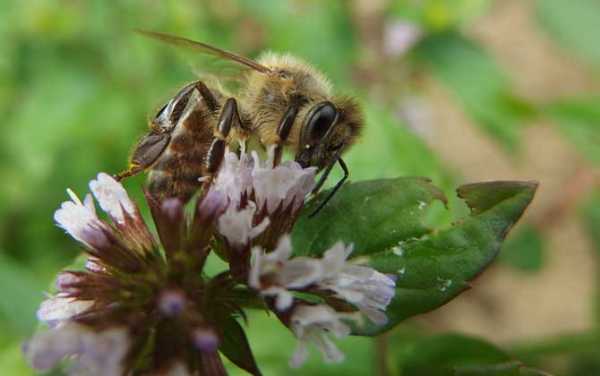 中蜂采什么蜜最好 中蜂踩什么蜜源植物