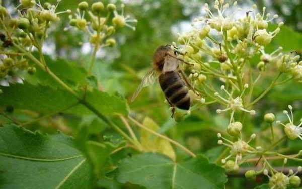 中蜂采什么蜜最好 中蜂踩什么蜜源植物