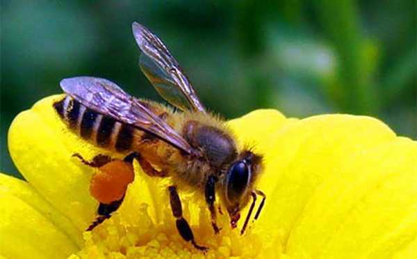  蜜蜂蜂蜜的相同怎么写「蜜蜂的蜜和蜂怎么写」
