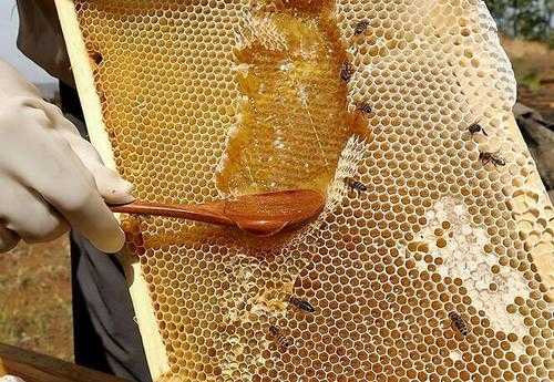  怎么认蜂巢上的子和蜜「用什么办法看蜂巢蜜的真假?」