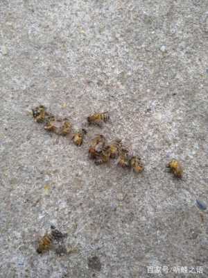 蜂王死了蜂群会跑吗