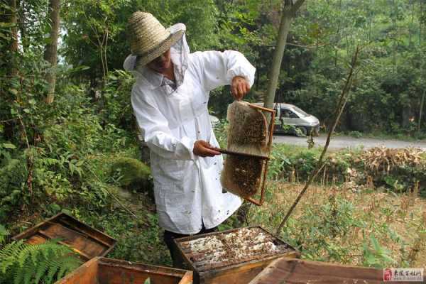 野蜜蜂窝怎么取蜜,野蜜蜂窝怎么取蜜的 