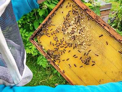 养蜂子怎么养的步骤_请问养蜂子的技术是怎么样发展