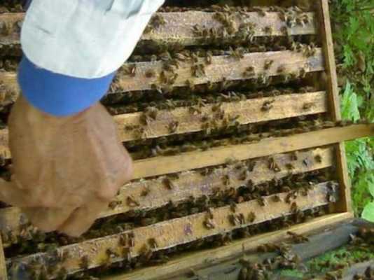 养蜂子怎么养的步骤_请问养蜂子的技术是怎么样发展
