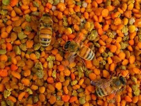 蜂巢花粉有什么用处 吃蜂巢花粉有什么好处
