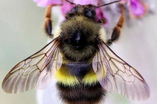 蜜蜂有多少种都分布哪地区,蜜蜂分为多少种 