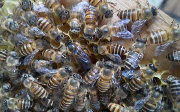 蜜蜂价钱多少钱一斤,蜜蜂价格多少钱一脾 