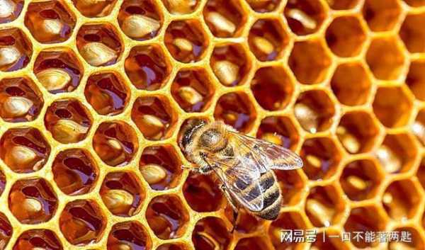 蜜蜂吃巢了怎么办_蜜蜂吃蜂巢怎么办