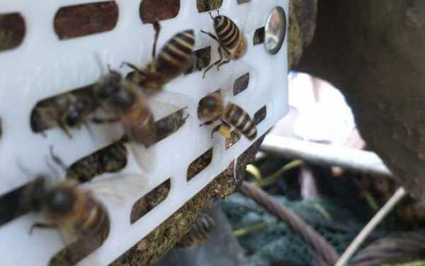 蜜蜂过箱是什么意思 蜜蜂过箱后要逃怎么办