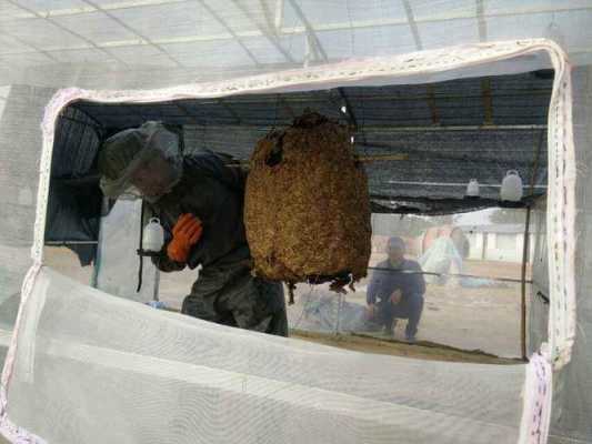 关于胡蜂养殖调用怎么办的信息