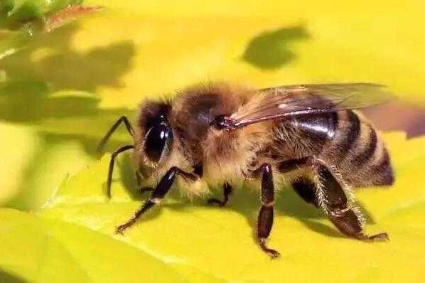 一只蜜蜂可以活多少天