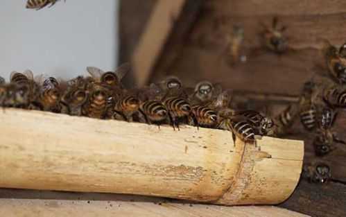 一群蜂需要多少蜜源-一群蜂一冬吃多少糖