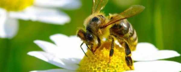 一群蜂需要多少蜜源-一群蜂一冬吃多少糖
