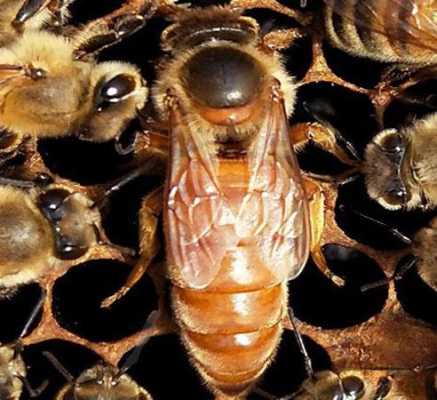 蜂王一夜能生产多少只蜜蜂,蜂王一天下多少卵 