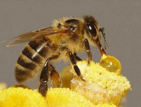 蜜蜂敷脸有什么效果和作用 蜜蜂敷脸有什么效果