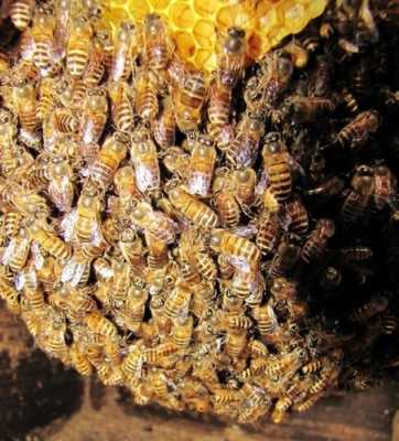 一窝蜜蜂一次能产多少蜂蜜-一窝蜜蜂有多少蜂蜜