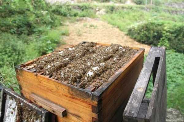 养殖中蜂怎么越冬（中蜂怎么过冬天）
