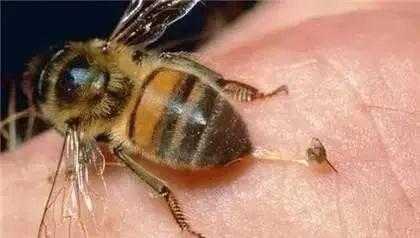 为什么麻醉很危险-为什么要麻醉蜜蜂