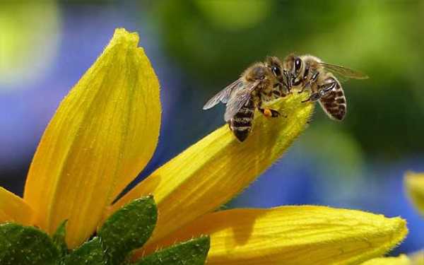 蜜蜂是如何采蜂蜜的-蜜蜂在怎么样的采集蜂蜜