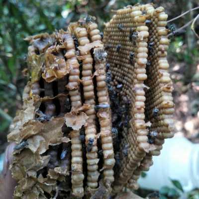 小酸蜂养殖技术 小酸蜂蜂蜜价格是多少