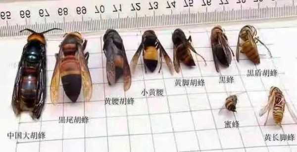 幼蜂多少天吃粉虫 幼蜂多少天吃粉