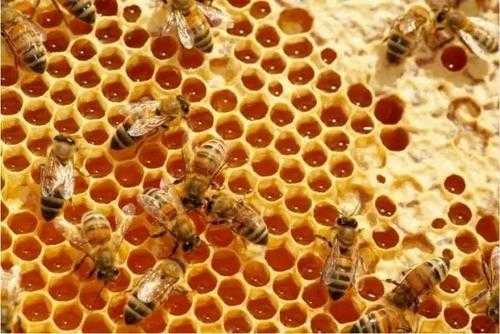 蜜蜂的蜂蜜是用来干什么的 蜜蜂的蜜可以组成什么作用