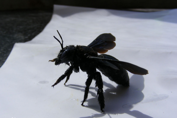 长黑蜂是什么蜂（黑色的长长的蜂子是什么）