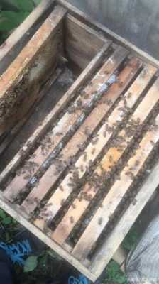  密蜂什么时候加脾做巢「蜂群什么时候加脾最好」