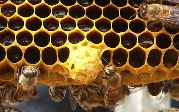 分蜂条件-分蜂温度在多少