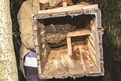 养一箱蜂怎么取蜜_如何养一箱蜜蜂