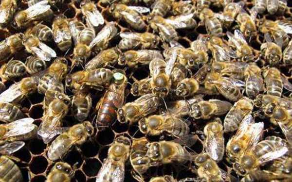 新疆适合养什么蜂种
