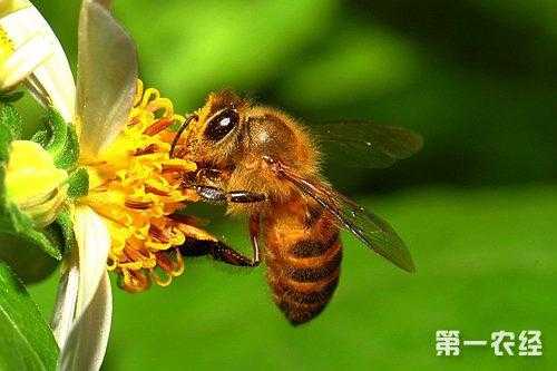 蜜蜂的声音是多少度,蜜蜂的发声频率 