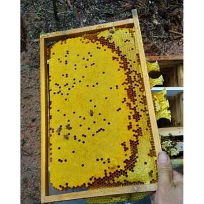 一张巢脾可产多少个工蜂_一张巢础有多少蜂房?