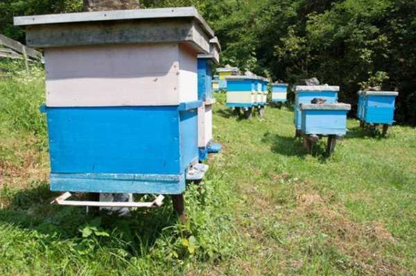 蜜蜂多箱体饲养技术视频