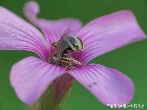 黑紫色蜜蜂是什么蜂_黑紫色4厘米的蜜蜂